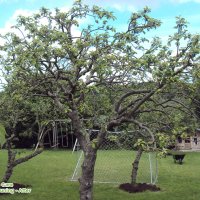 OrchardPruning1After1