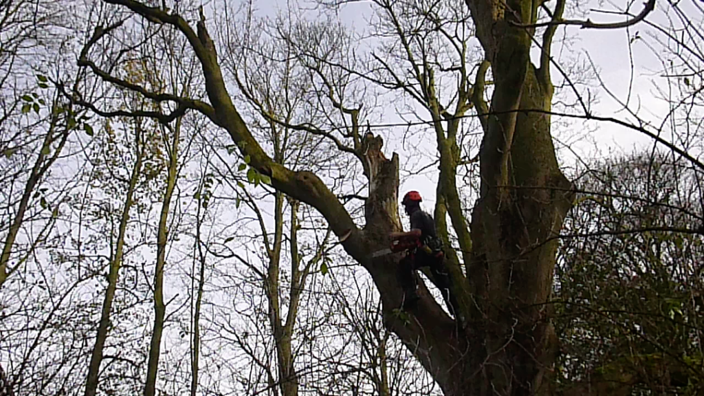 Deadwood Removal Leeds Tree Care Services