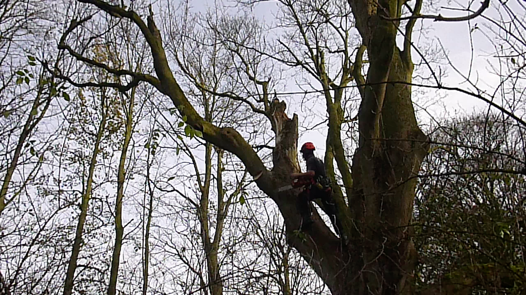 Deadwood Removal Leeds Tree Care Services